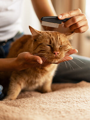 person brushing cat with comb